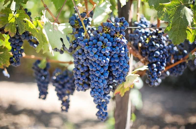 Vineyard web